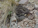 rattlesnake