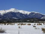 colorado elk